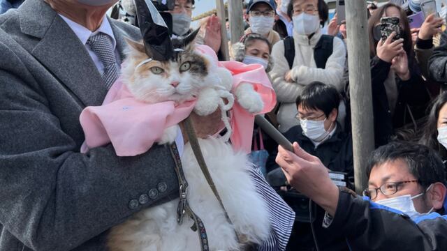 Gato es proclamado sacerdote