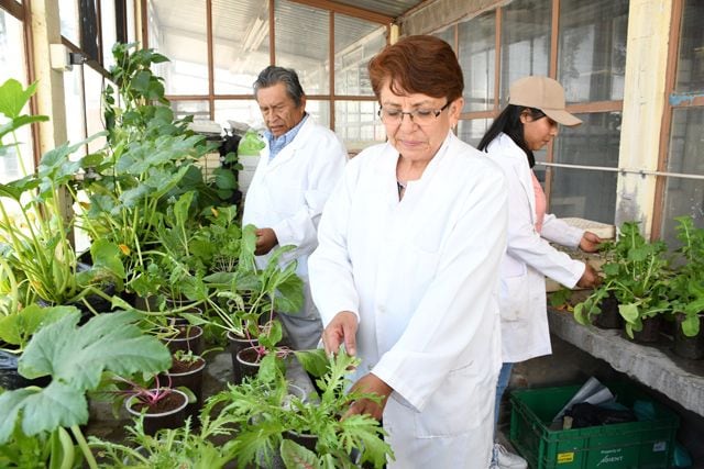 Centro de Investigaciones en Ciencias Agrícolas de la BUAP