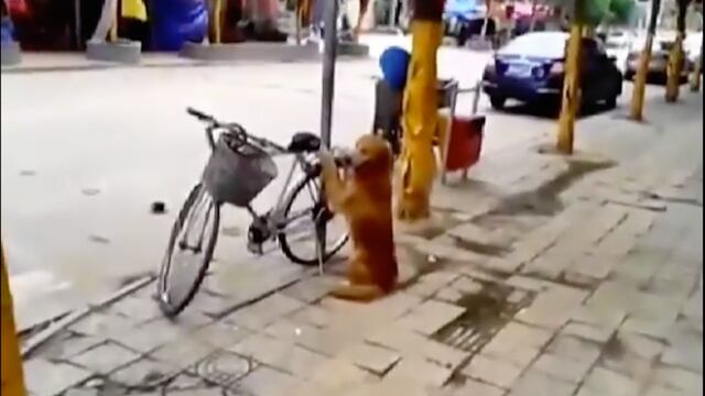 Perro.