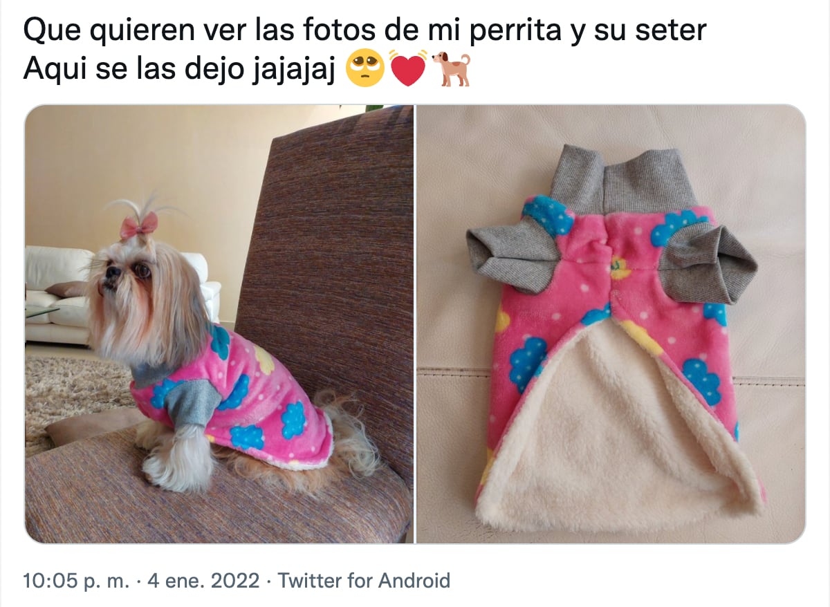Perro con su suéter