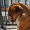 Él es 'Big Poppa', el bulldog que extraña jugar con los niños