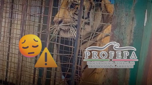 Profepa encuentra un tigre de Bengala maltratado en un campamento de Fresnillo