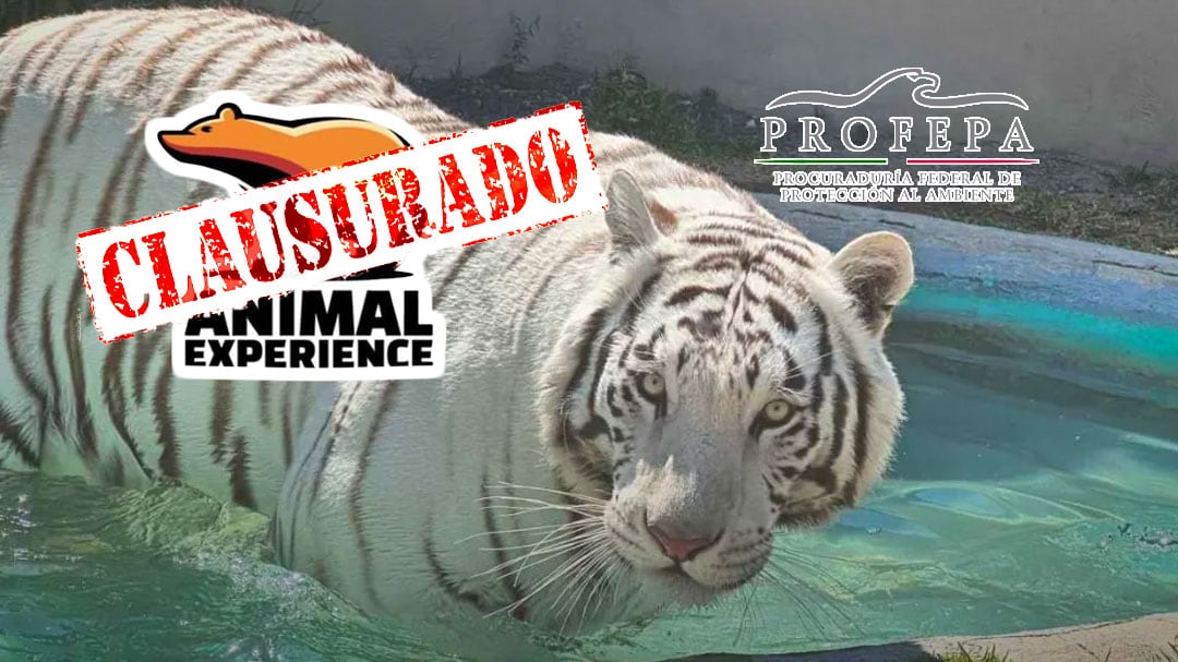 Profepa confirma la muerte de Kenzo y clausura Animal Experience México