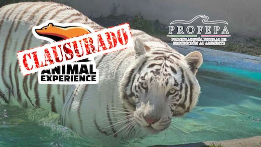 Profepa confirma la muerte de Kenzo y clausura Animal Experience México