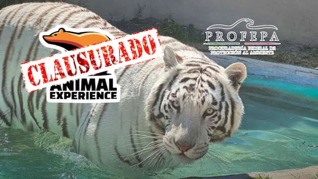 Profepa confirma la muerte de Kenzo y clausura Animal Experience México
