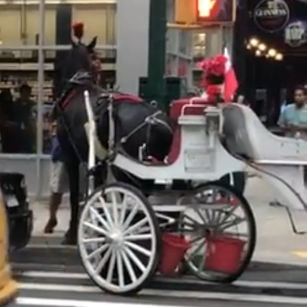 PETA denuncia el uso de caballos en carruajes de Nueva York (VIDEO)