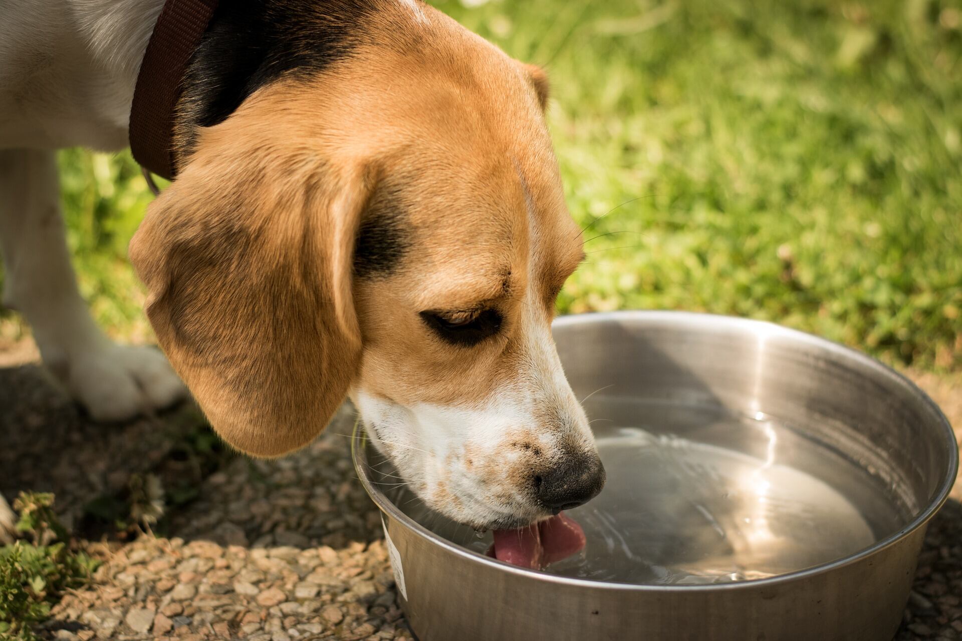 Perro tomando agua