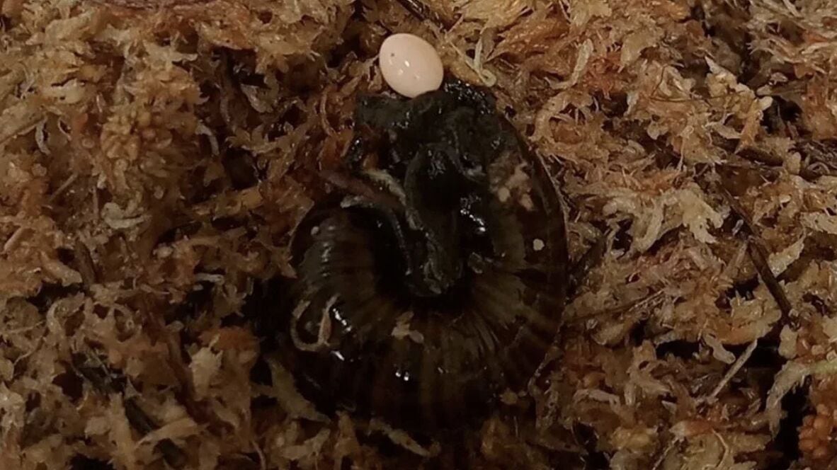 Caracol carnívoro de Nueva Zelanda