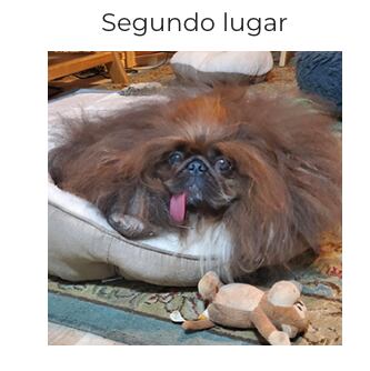Perro más feo del mundo 2023