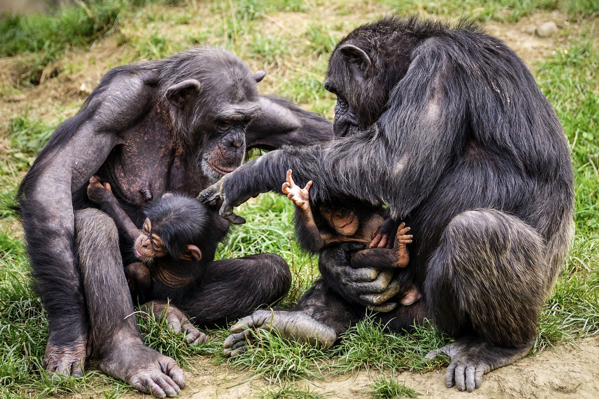 Chimpancés