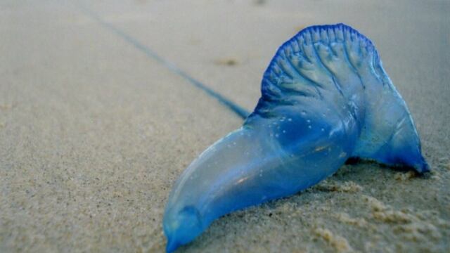 Bluebottle, el extraño animal