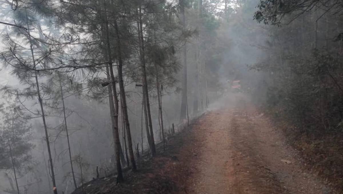 Incendio forestal en Hidalgo, Tamaulipas