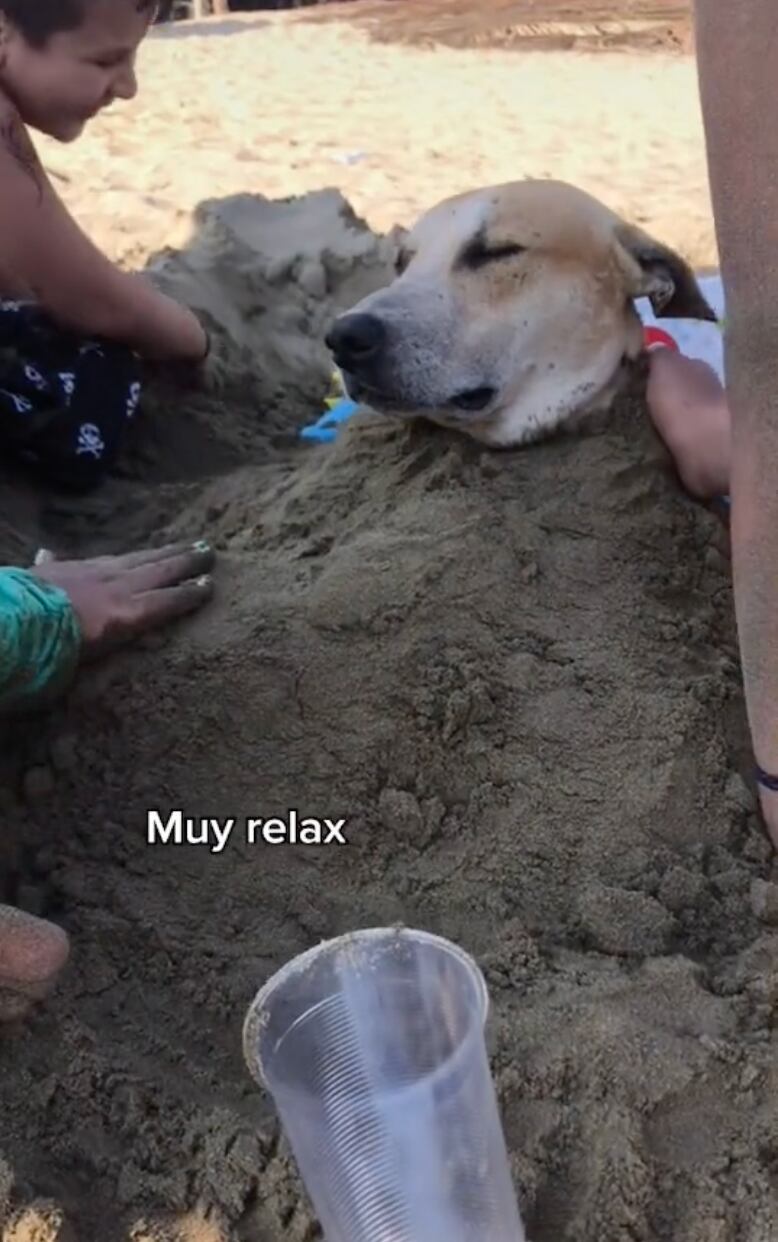 Perrito enterrado en la arena