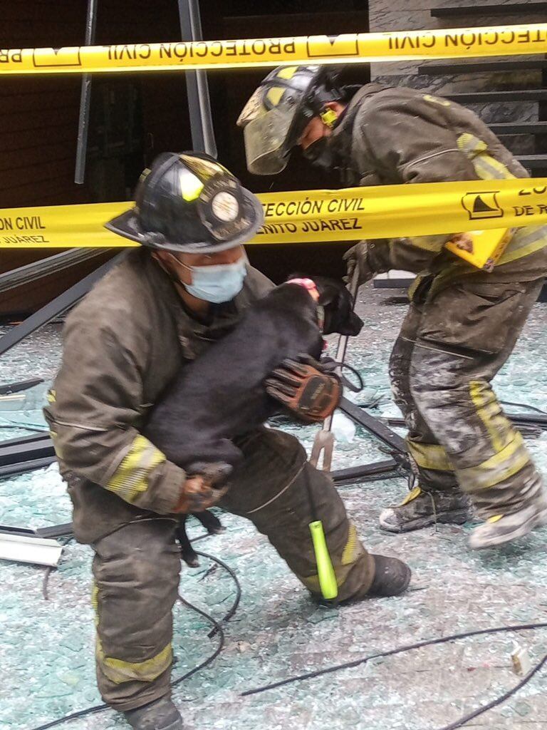 Perrito rescatado en explosión en avenida Coyoacán