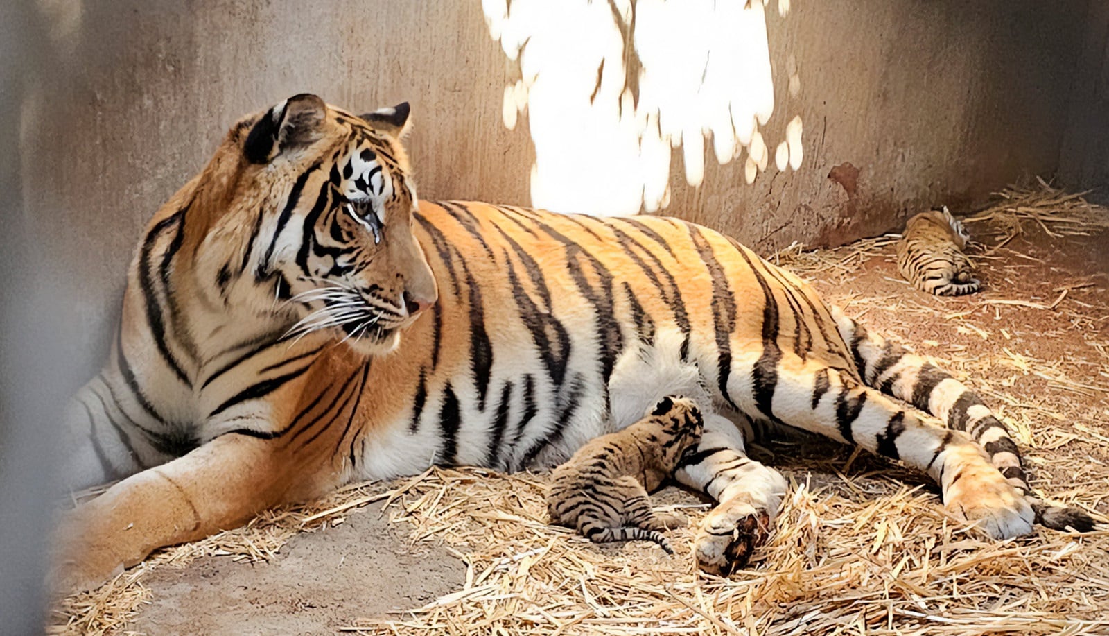Profepa tomó medidas extremas por la situación de animales en el Zoológico de Culiacán