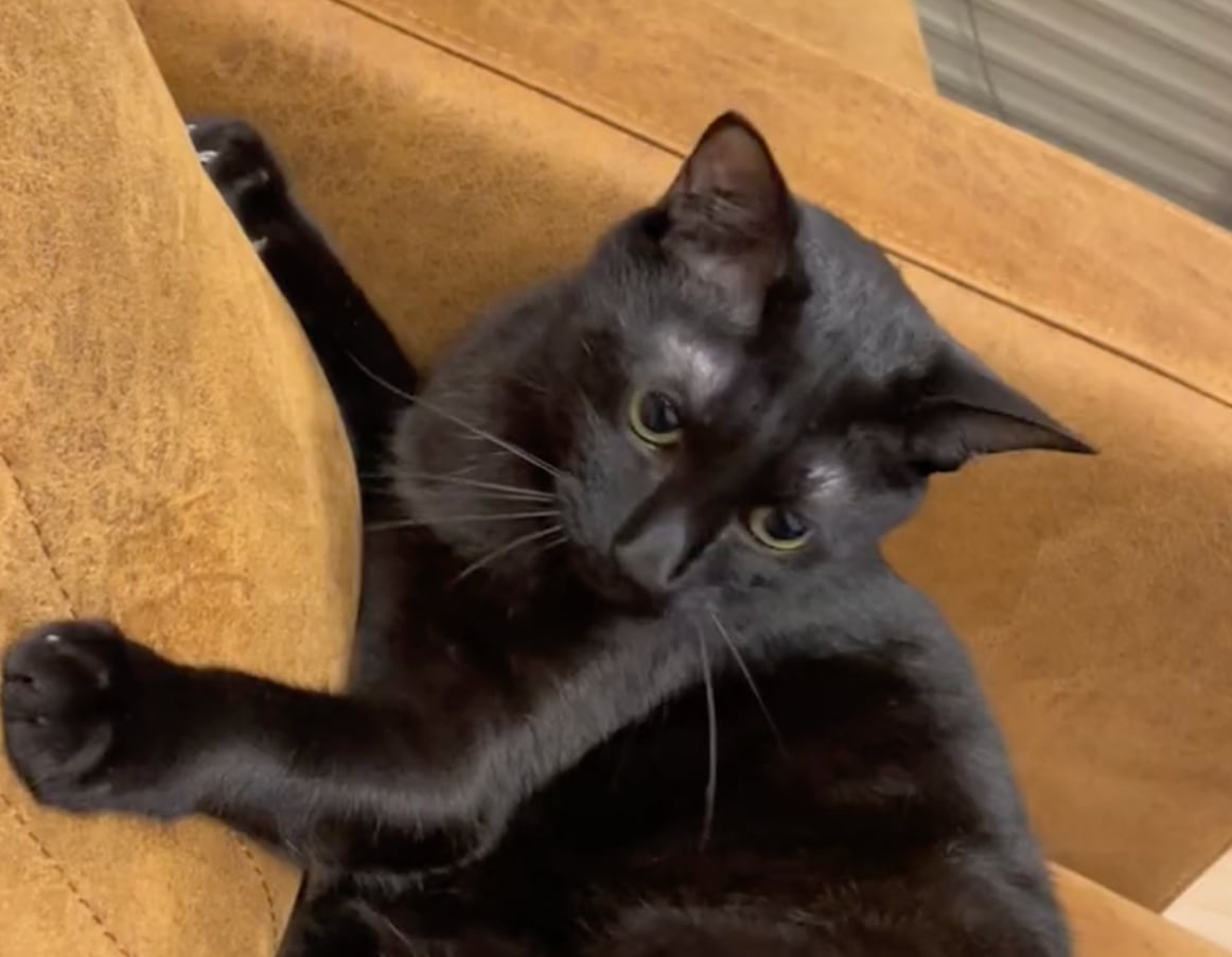 Este es el origen del meme del gato negro viral en TikTok que nos representa cuando estamos frustrados