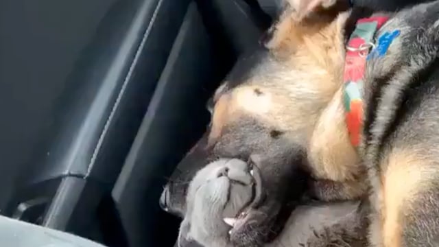 Perro y gato durmiendo