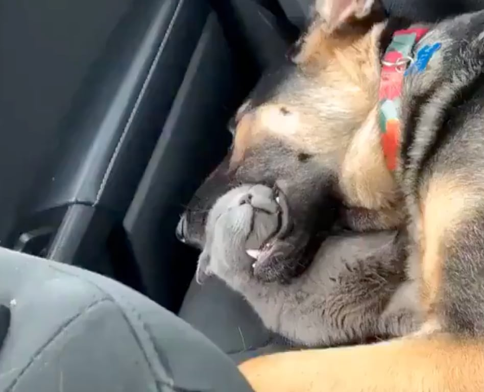 Perro y gato durmiendo