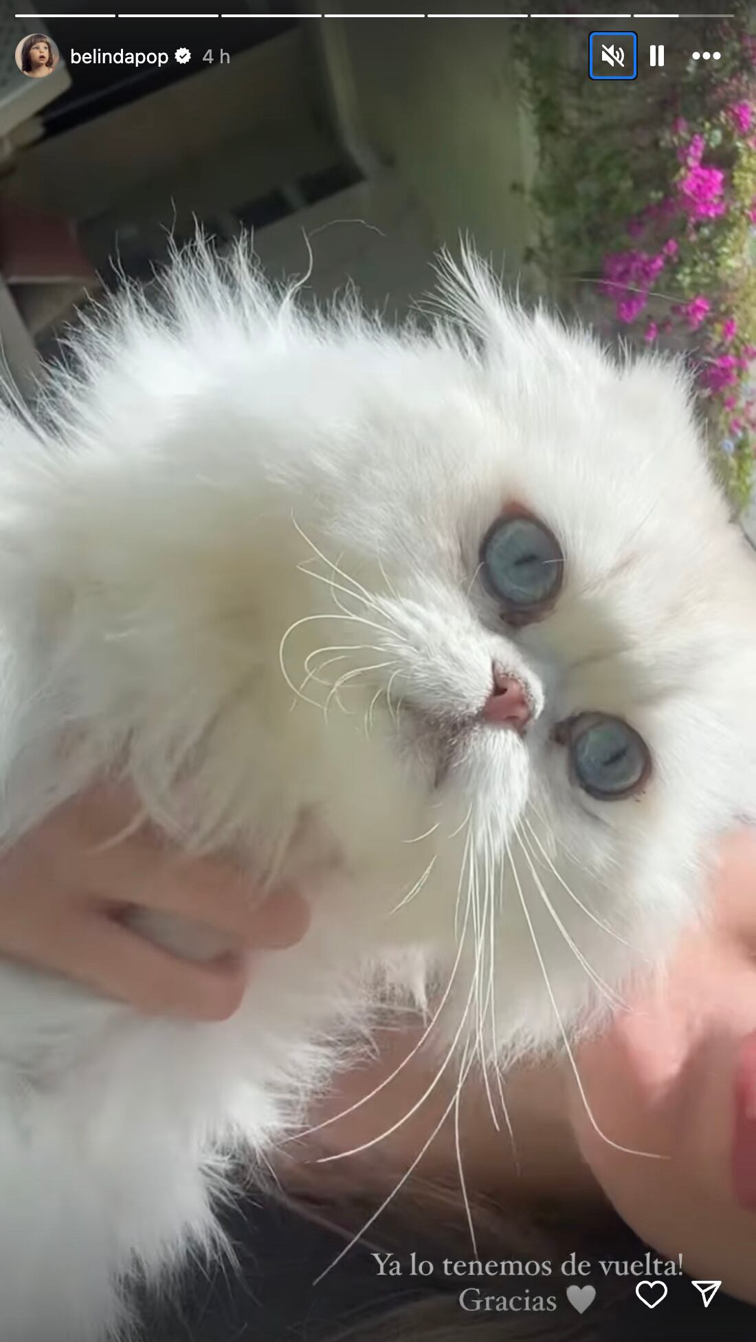 Belinda encontró a su gato Glen, tras varios días desparecido