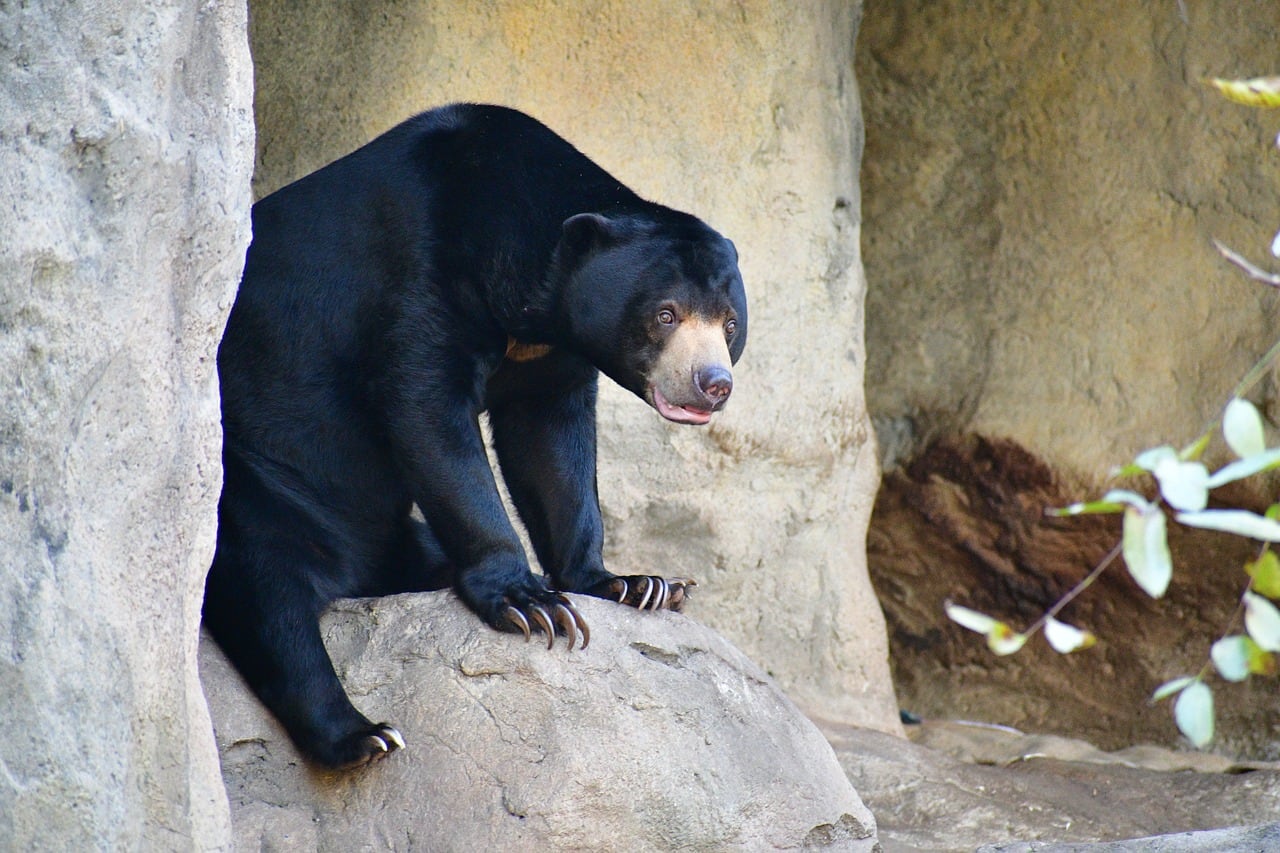 Osos de un zoológico en China