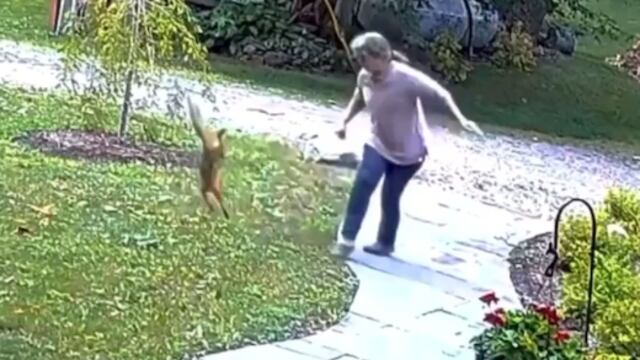 Mujer pelea con zorro