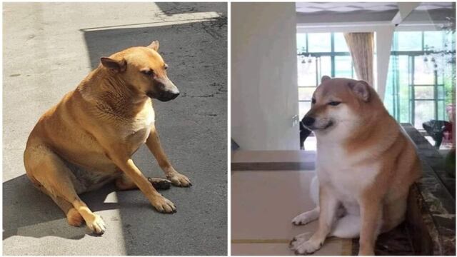 Cheems tiene versión mexicana: Cheempe