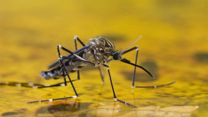 La fiebre amarilla se transmite por la picadura de un mosquito de la familia Aedes.