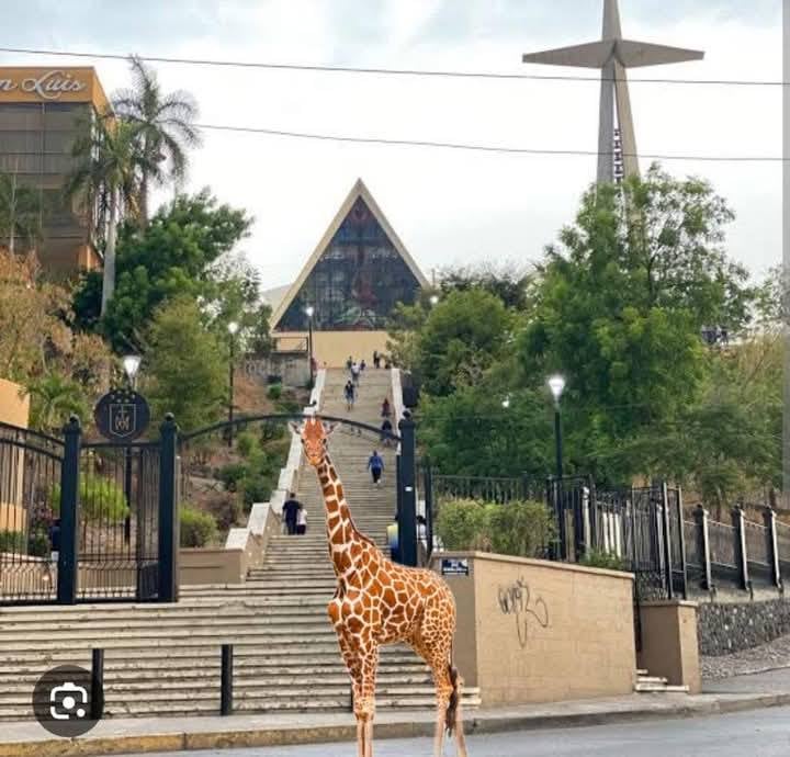 Jirafa en Culiacán