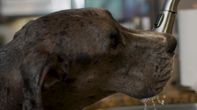 Zeus, el perro más alto del mundo