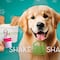 Shake Shack celebra Día del Perro: Precio, fechas y cómo conseguir un Pooch-ini
