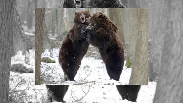 La Comisión para la Conservación de la Pesca y la Fauna de Florida aprobó una medida que permite la caza controlada de osos por un periodo de siete días, que despertó el rechazo de ambientalistas y grupos para la protección de animales.