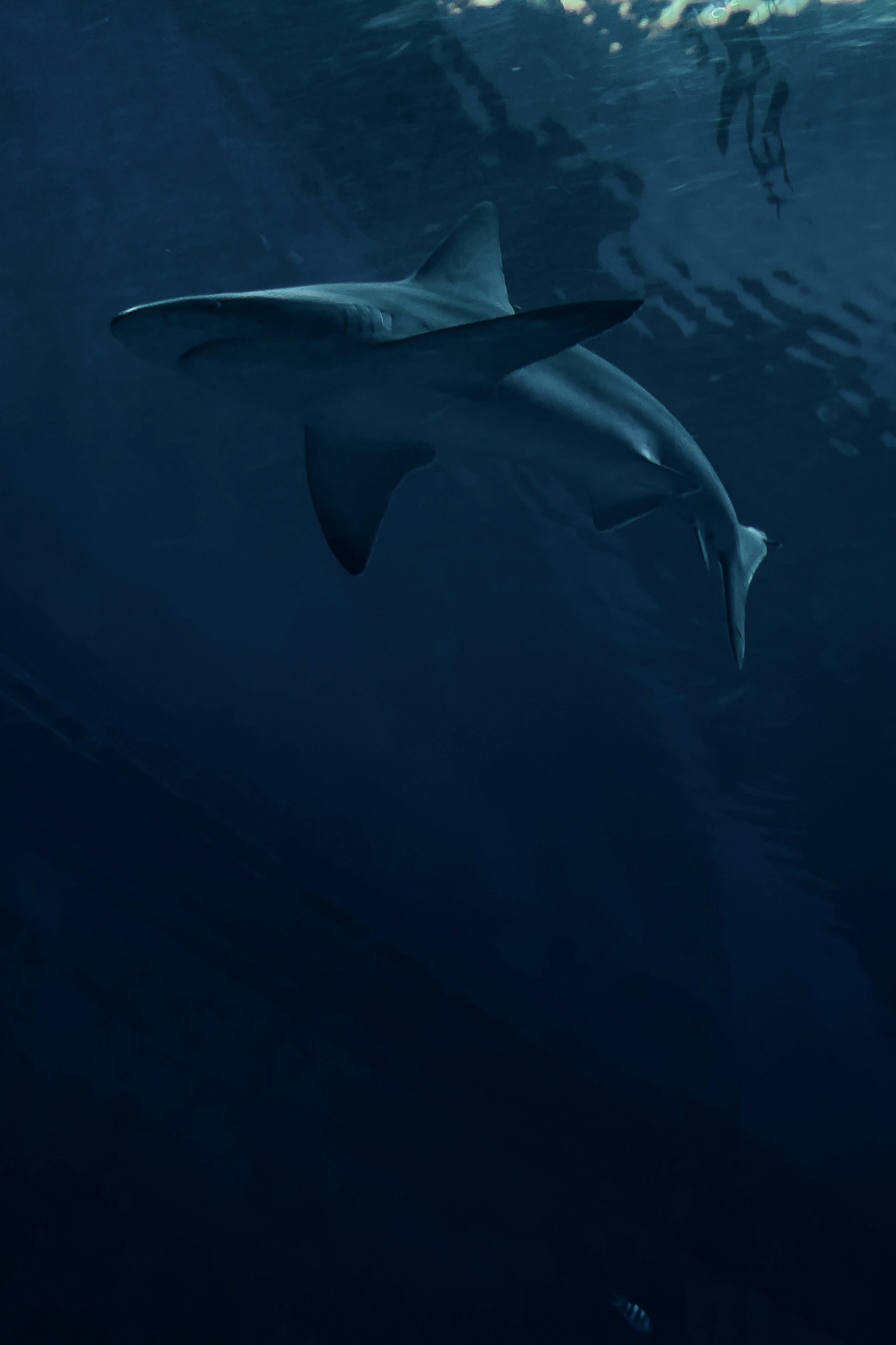 Tiburón