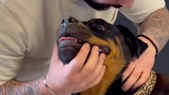 Quiropráctico de Perros