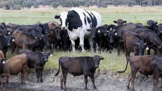 Knickers, el buey más alto de Australia.