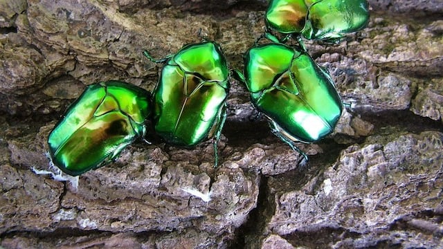 Escarabajo bombardero: Emiten alertas por el animal en Yucatán