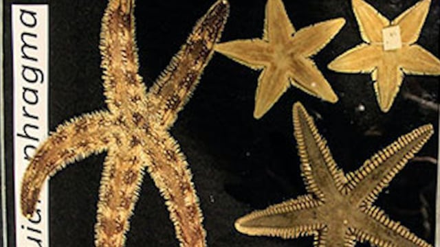 Estrellas de mar