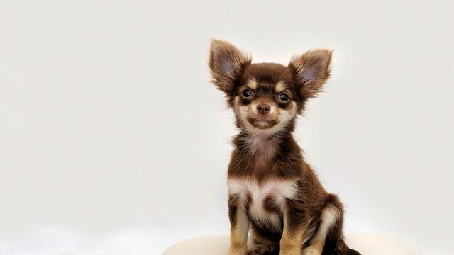 El perro 'chihuahua' es el más común en México