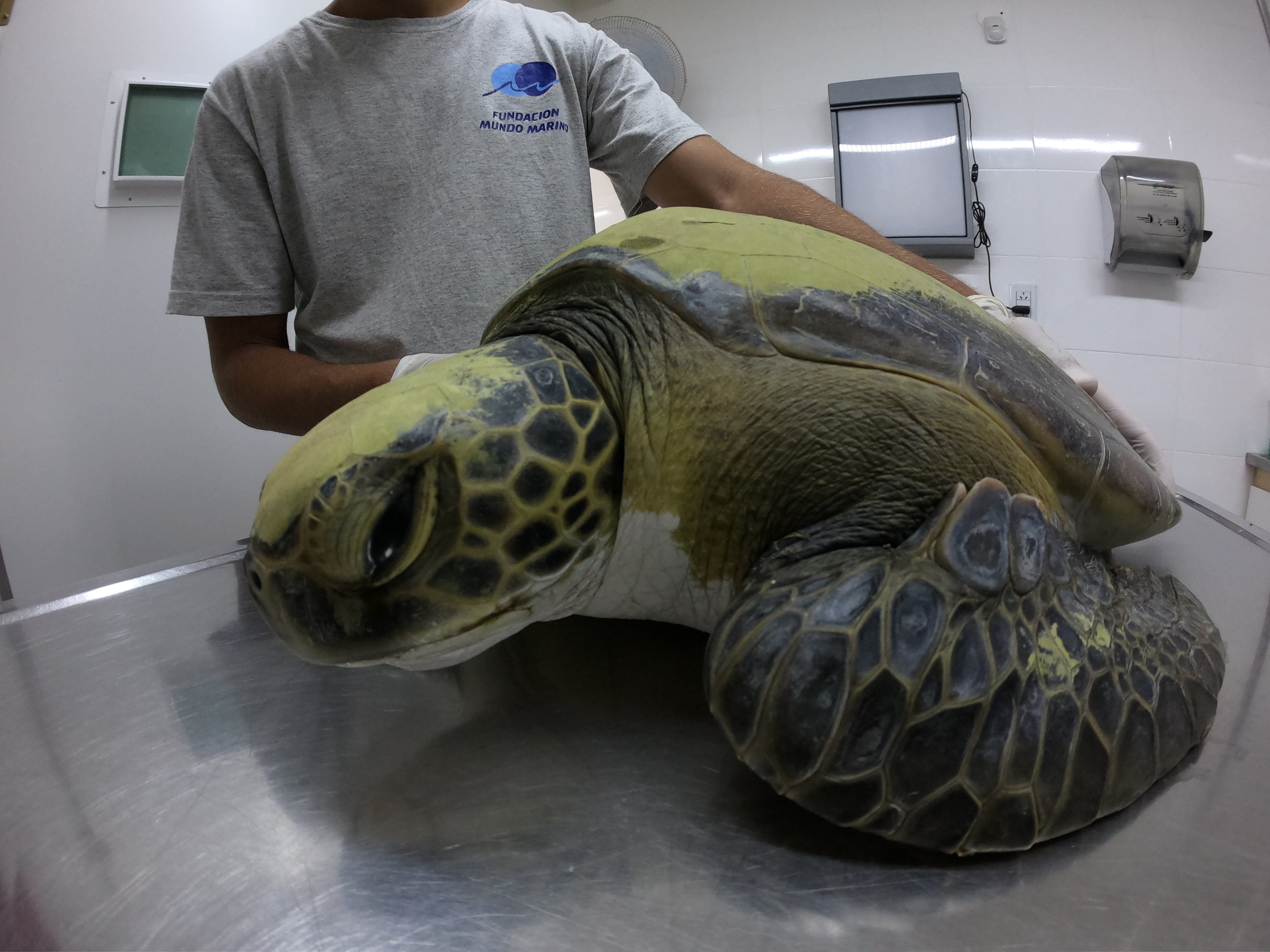 La tortuga fue rehabilitada por la Fundación Mundo Marino
