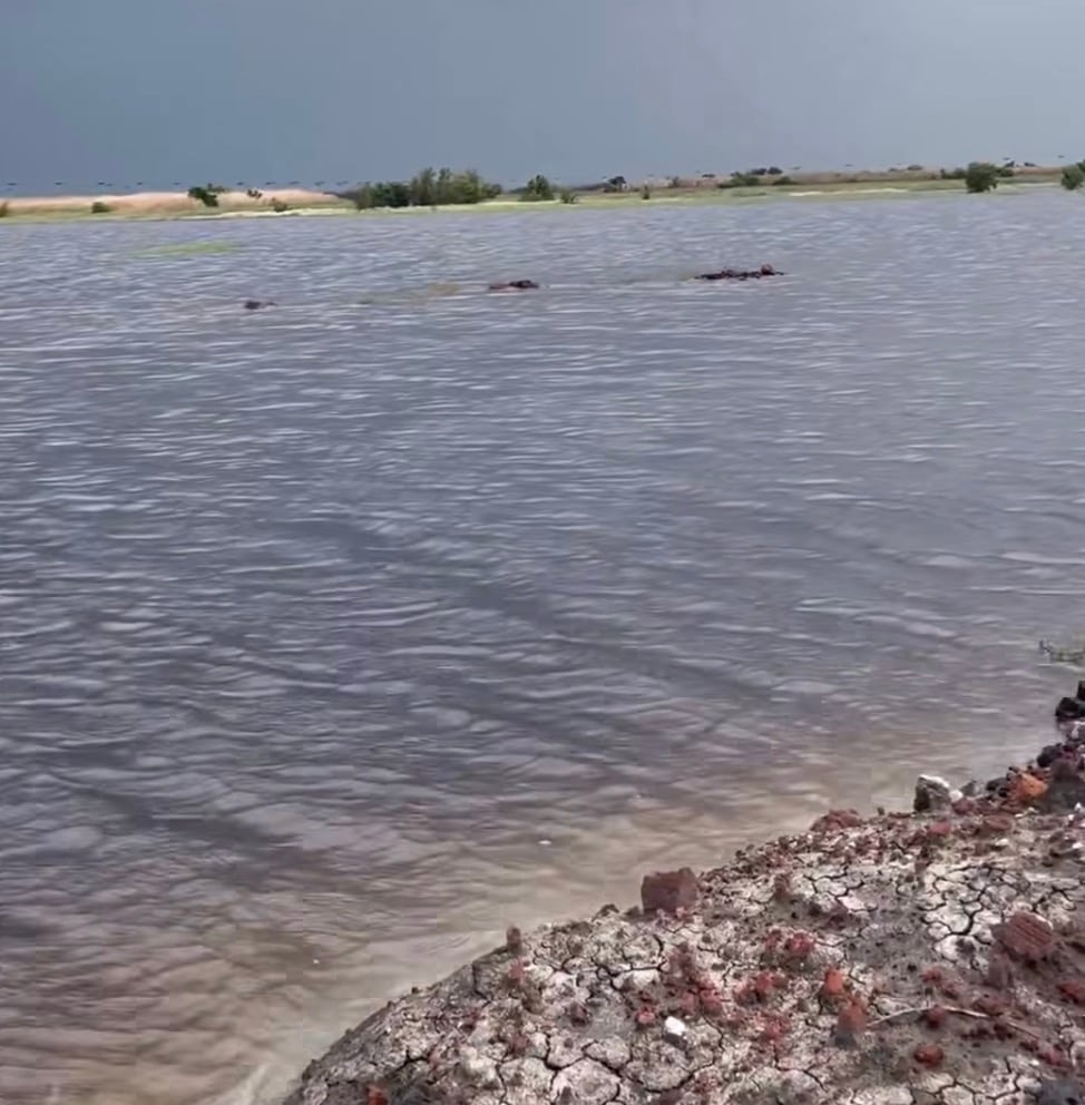 Zona del Lago de Texcoco, donde estaría el NAICM, cubierta de agua