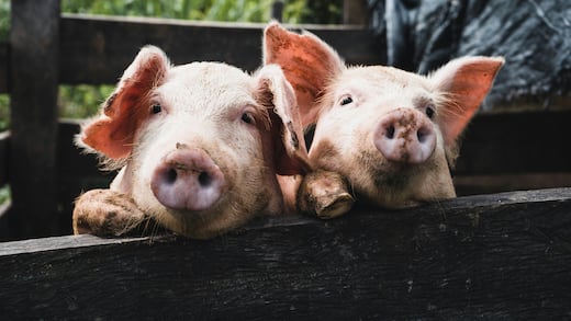 El primer cerdo clonado de Latinoamérica es brasileño
