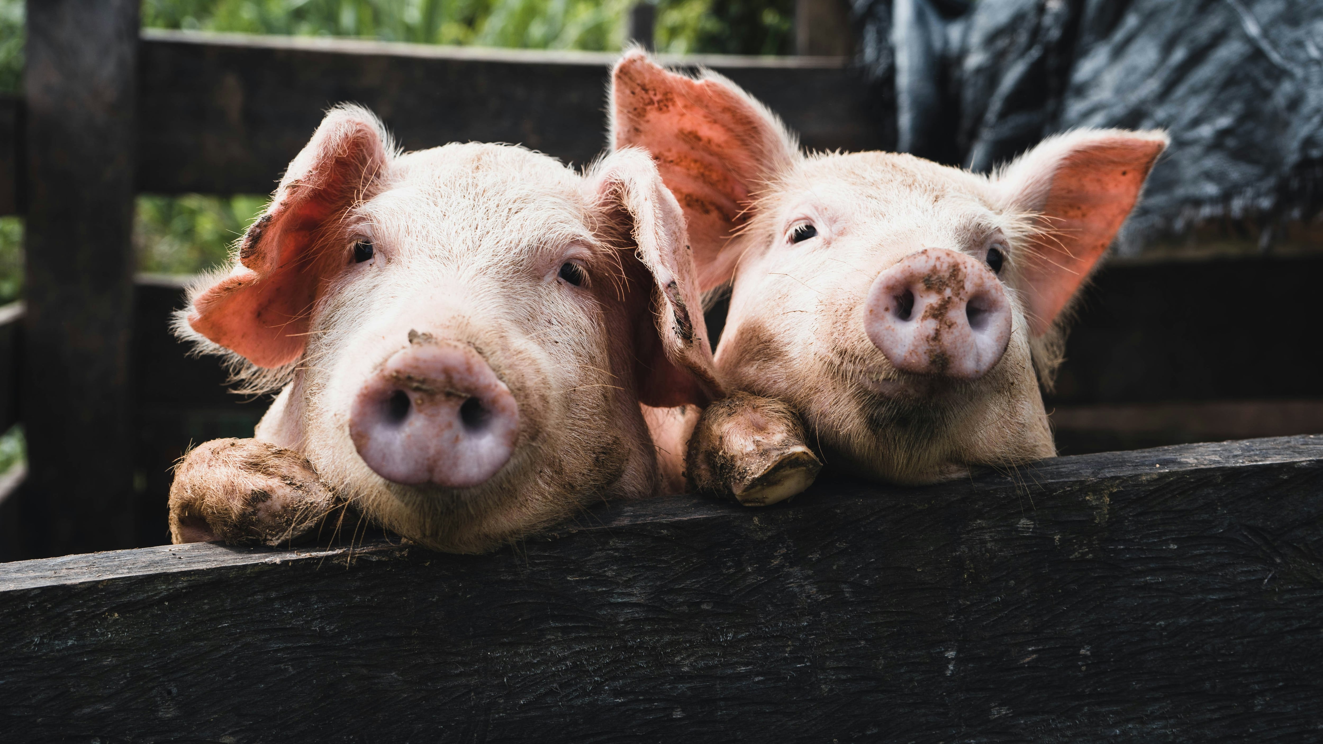 El primer cerdo clonado de Latinoamérica es brasileño
