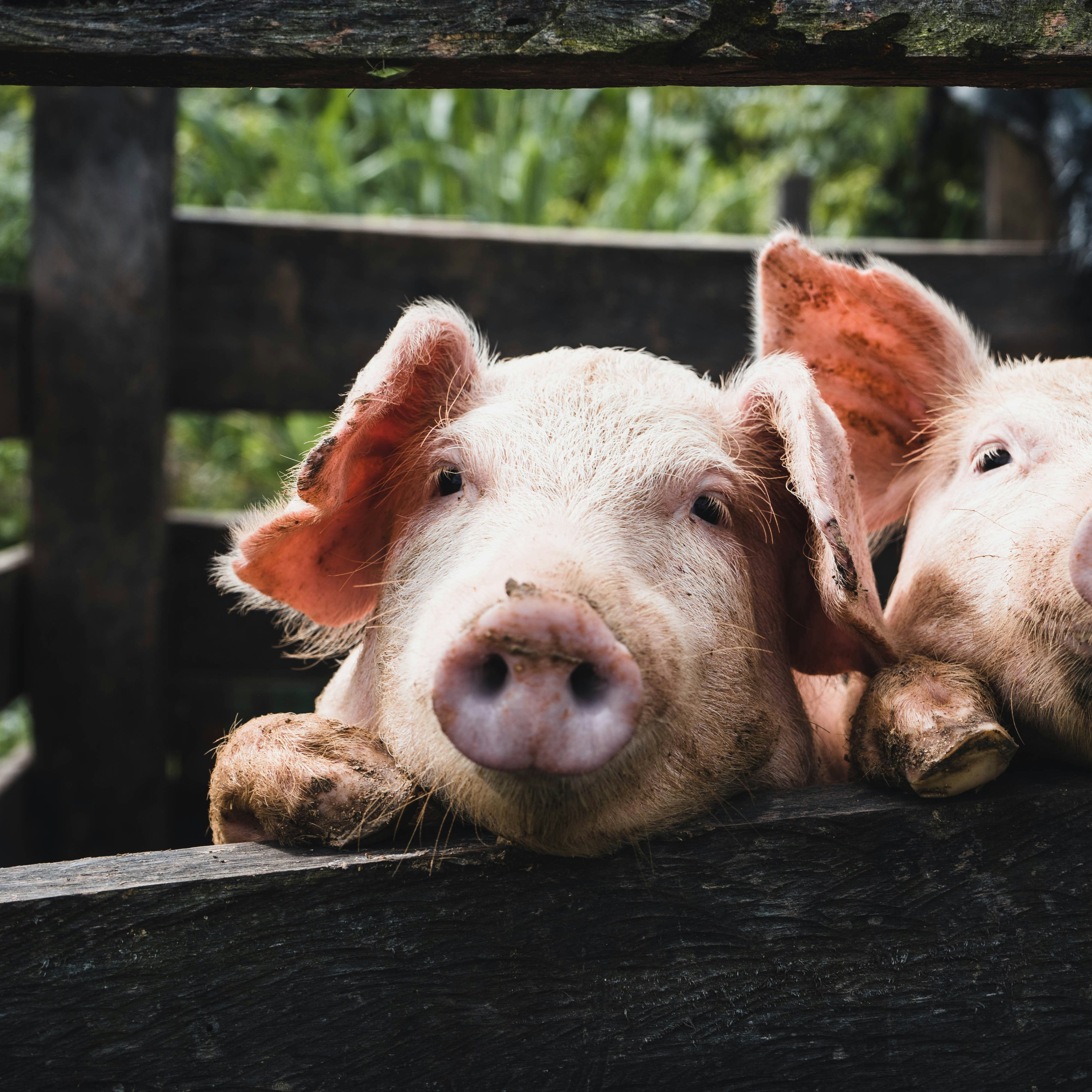 El primer cerdo clonado de Latinoamérica es brasileño