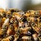 El veneno de abeja podría ayudar a tratar el cáncer de mama