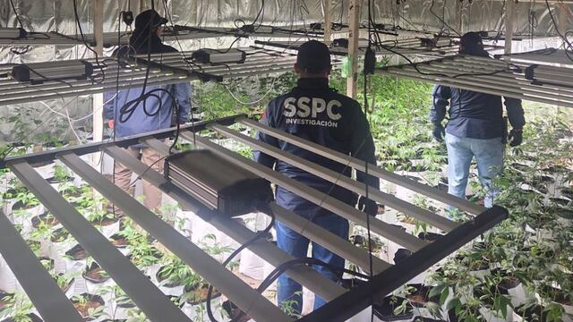 Invernaderos secretos de marihuana en CDMX