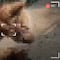 Osa enferma en el Zoológico La Pastora de Nuevo León genera preocupación