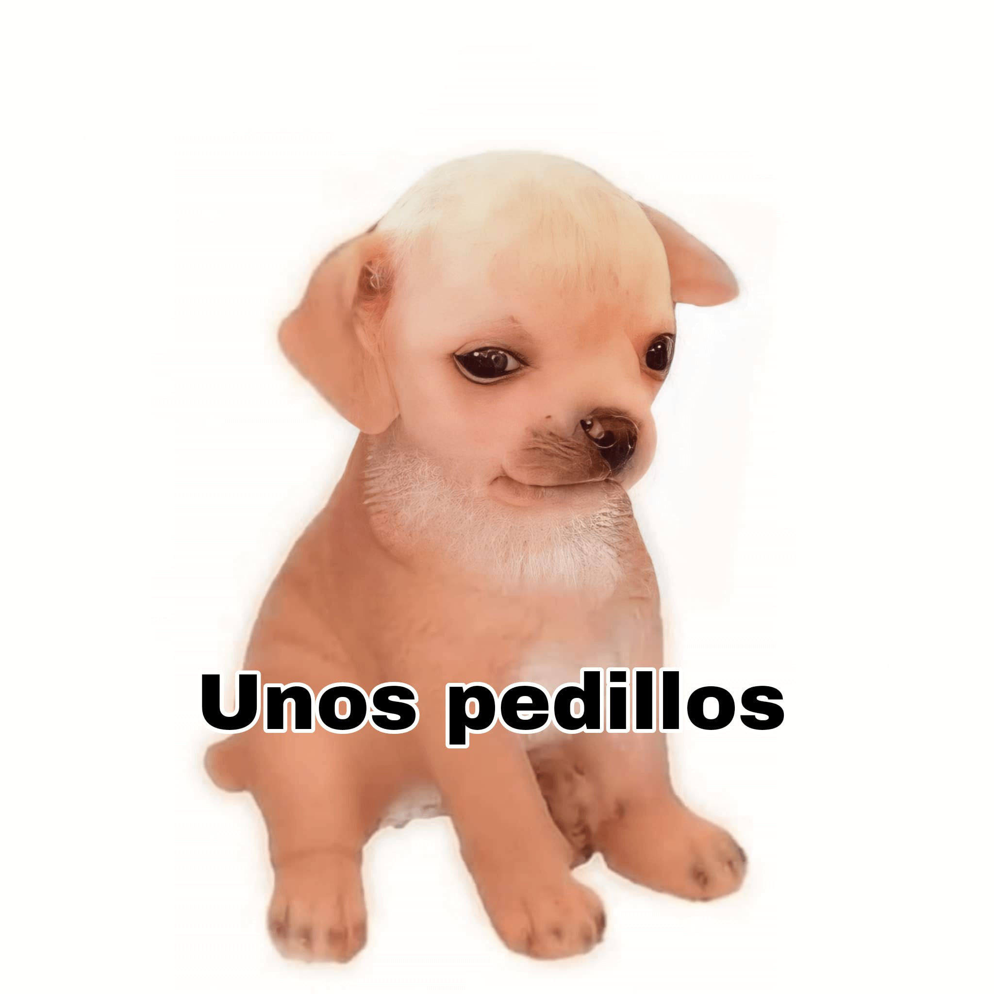 ’Kesi Kesi’ se llama el perrito del meme “unos pedillos”