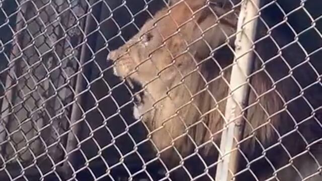 Un león de un zoológico de Jamaica le arrancó el dedo a su cuidador