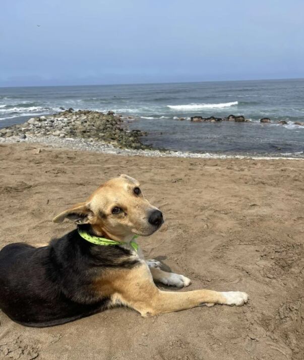 Perrito espera a su dueño frente al mar