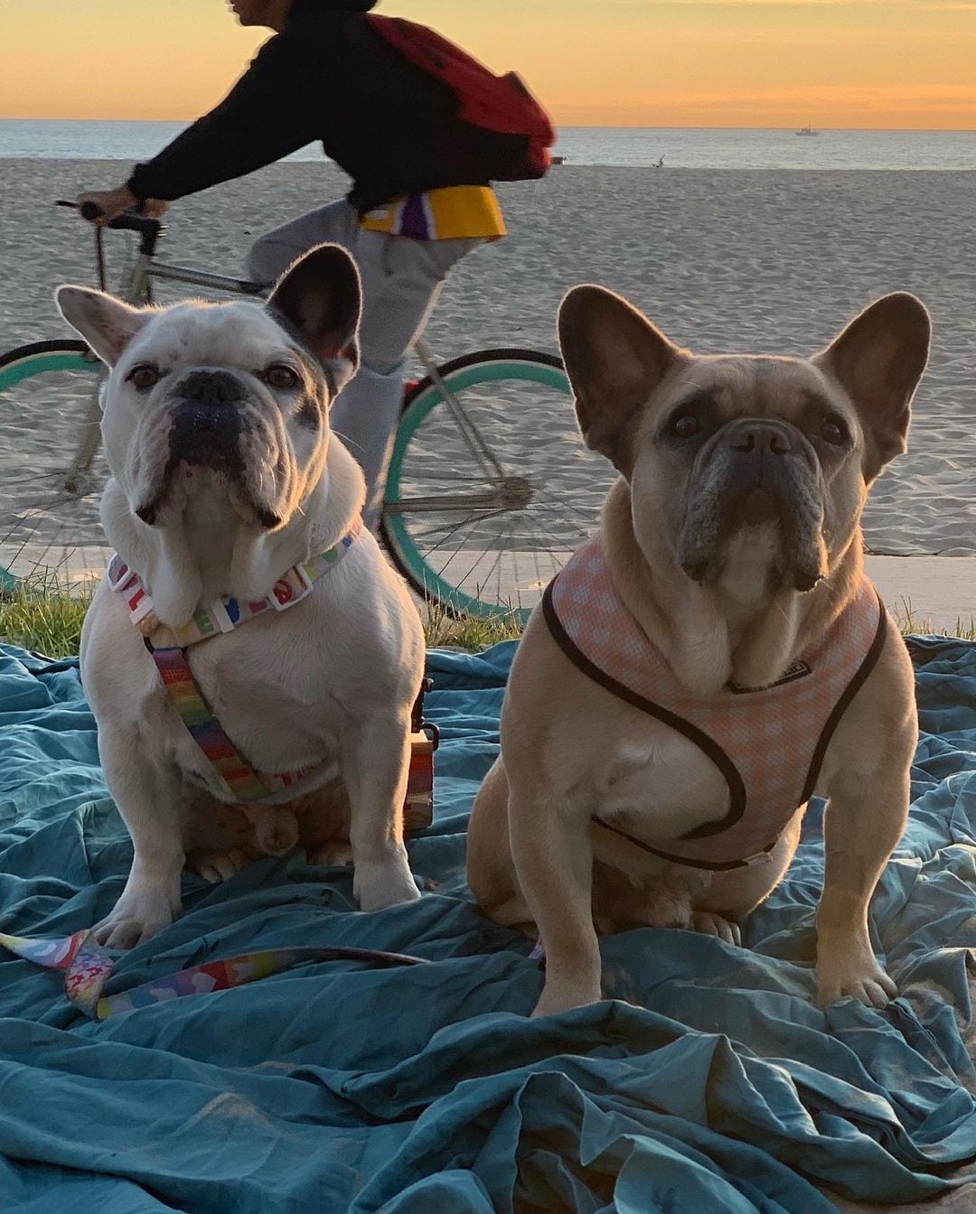 Koji y Gustav, mascotas de Lady Gaga