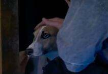 Perro llega a Gran Hermano Argentina